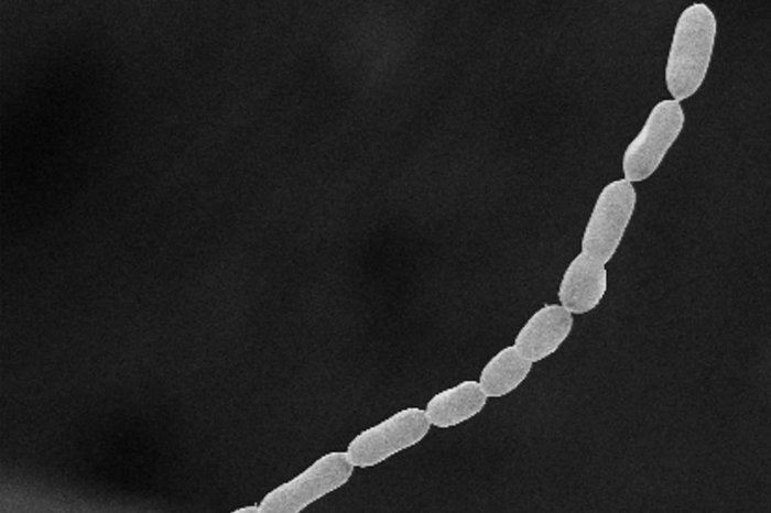 Olivier GROS / Lawrence Berkeley National Laboratory / AFP