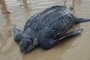 Tartaruga gigante encontrada morta em Itapeva Norte, Torres<!-- NICAID(15637743) -->