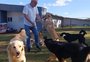 Serviço semelhante a uma creche para pets em Passo Fundo é opção para tutores que trabalham fora