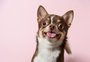 Por que agosto é considerado o "mês do cachorro louco"? Entenda a expressão