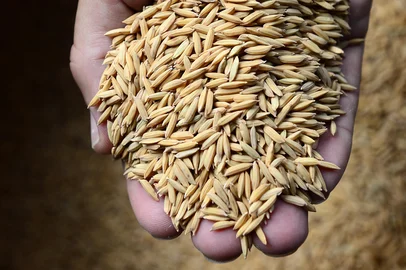 Colheita do arroz em Mostardas.MOSTARDAS, RS, BRASIL. 16/02/2014 (TADEU VILANI - AGÊNCIA RBS)                          <!-- NICAID(10236202) -->