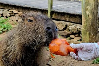 Para se refrescar do forte calor que atinge o Rio Grande do Sul, os animais do Gramadozoo ganharam picolés de carne, frutas e legumes, nesta terça-feira (4). A equipe técnica preparou picolés de banana, mamão, melão, tomate, pepino, cenoura, beterraba, couve e carne para a capivara, macacos-prego e jaguatiricas.<!-- NICAID(15969360) -->