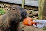 Para amenizar o calor, animais do Gramadozoo ganham picolés de frutas, legumes e carne