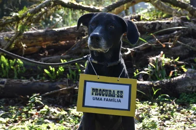 Prefeitura de Nova Petrópolis realiza feira de adoção de animais<!-- NICAID(15141370) -->