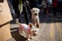 This photo taken on January 30, 2022 shows a pair of dogs on a lead in the Prince Edward area of Hong Kong - a city where nearly 10 percent of all households have a cat or dog. - As Hong Kong piles on pandemic restrictions, some desperate pet owners leaving the city for good are resorting to expensive private jet charter flights for their furry loved ones due to lack of commercial options after authorities banned incoming flights and transit passengers from various countries due to Omicron. (Photo by Bertha WANG / AFP) / TO GO WITH Health-virus-HongKong-China-animal-travel,FOCUS by Dene-Hern CHEN and Holmes CHANEditoria: HTHLocal: Hong KongIndexador: BERTHA WANGSecao: diseaseFonte: AFPFotógrafo: STR<!-- NICAID(15003854) -->