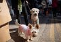 Cães e gatos são retirados de Hong Kong em jatos particulares