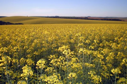 Plantação de canola.<!-- NICAID(5618499) -->