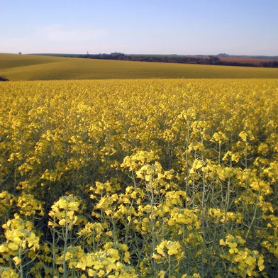 Plantação de canola.<!-- NICAID(5618499) -->