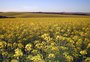 Plantio de canola cresce 75% e ganha espaço entre as opções à safra de inverno