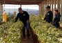 Diversificação e sucessão garantem o futuro da agricultura familiar no RS