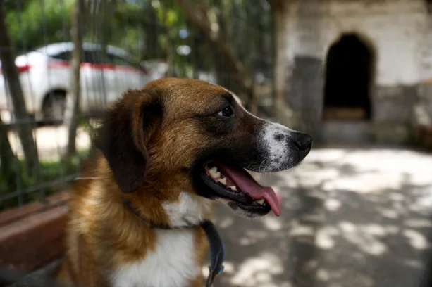 Camila Hermes / Agencia RBS image