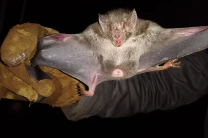 Surto de raiva herbívora mata 25 animais em Eugênio de Castro<!-- NICAID(16149360) -->