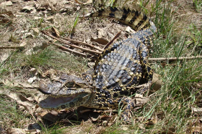 Marco Antonio Coimbra / Nurfs / Divulgação