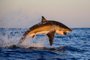 concurso de fotos da national geographic,tubarão branco se alimentando<!-- NICAID(9507628) -->