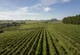 Da Serra à Fronteira: vinhos da Campanha e a conexão entre as duas regiões que chancelam a expansão do setor no RS