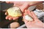 Palometas invadem lago da Usina Hidrelétrica de Itá.#PÁGINA:11#ENVELOPE: 259640<!-- NICAID(634127) -->