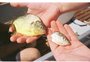 Multiplicação de piranhas no Rio Jacuí causa prejuízos a pescadores 