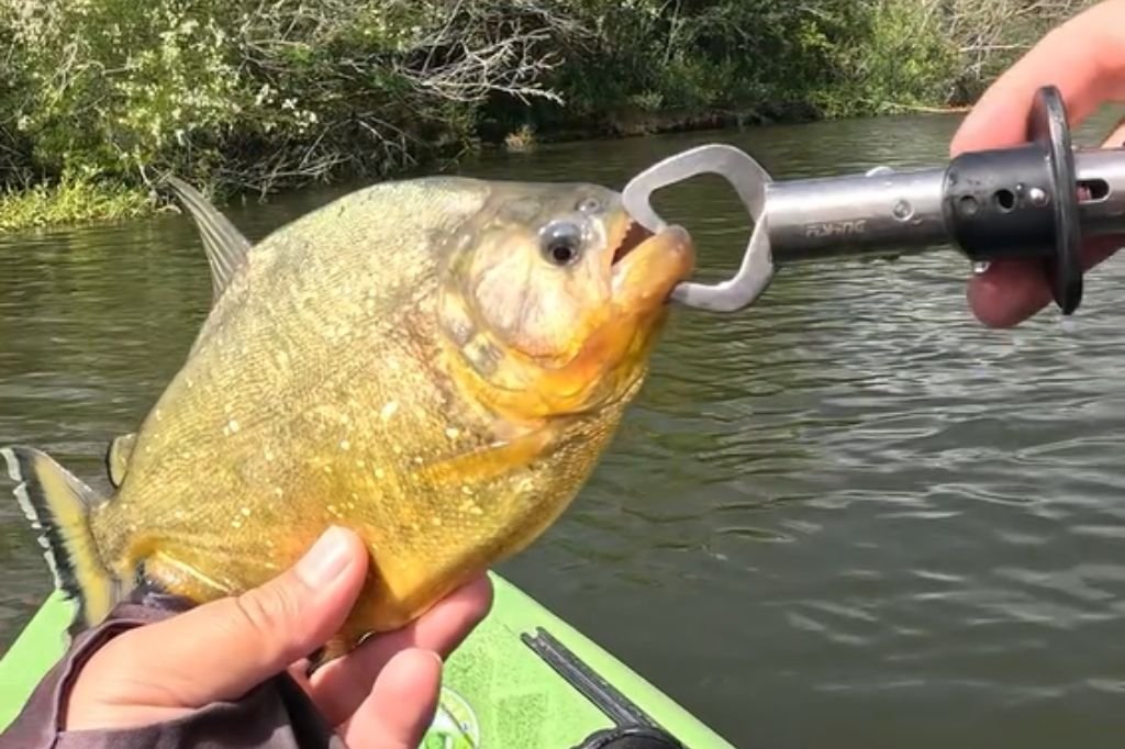 Novos registros de piranha no Arroio Pelotas acendem alerta no sul do Estado