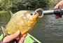 Novos registros de piranha no Arroio Pelotas acendem alerta no sul do Estado; veja vídeo
