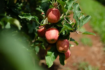 Safra de maçã deve alcançar 460 mil toneladas no Rio Grande do Sul<!-- NICAID(16218671) -->