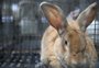 Fofuras em todos os tamanhos: chinchilas e coelhos serão as atrações do pavilhão dos pequenos animais neste ano