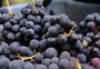 Festa da Uva prevê distribuir ao menos 150 toneladas da fruta na próxima edição