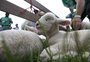 Com mais de 5 mil animais inscritos, Expointer terá estreias e retornos em pista