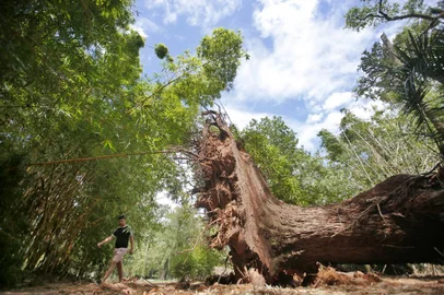 PORTO ALEGRE, RS, BRASIL - 24/01/2024 -  Efeitos da chuva - próximo ao Recanto Oriental, chama a atenção uma árvore caída cujo diâmetro equivale a três pessoas de braços abertos.No Parque Farroupilha, a maioria das árvores danificadas está concentrada entre o lago e a Avenida João Pessoa, bem como entre o centro de visitantes e o pedalinho. Árvores retorcidas, raízes expostas e troncos destroçados: os vestígios da última terça-feira ainda eram evidentes na manhã desta quarta-feira. FOTO: LAURO ALVES, AGÊNCIA RBS<!-- NICAID(15658903) -->