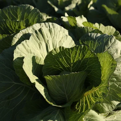 VIAMÃO, RS, BRASIL, 22/05/2018: Pedro Maicá dos Santos, engenheiro agrônomo e coordenador da estação experimental da Isla Sementes ensina técnicas de cultivo por sistema semi-hidropônico, campo aberto e campo aberto coberto.  (FOTOGRAFO: CARLOS MACEDO / AGENCIA RBS)<!-- NICAID(13561381) -->