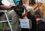 Feira na região do Acampamento Farroupilha busca novo lar a cães resgatados da enchente