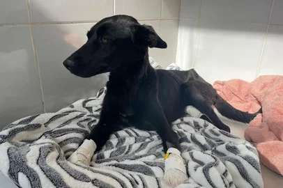 Homem é preso em Caseiros após cortar patas de cadela<!-- NICAID(16084561) -->