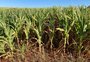 Com perdas já no milho, falta de chuva acende alerta para novos danos na agricultura do RS