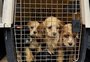 Mais de cem cachorros são encontrados em situação de maus-tratos em São Francisco de Paula