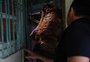VÍDEO: como carne de cavalo se "transformava" em hambúrguer de gado na Serra