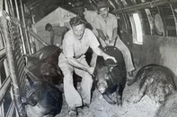 Na década de 1950, um visionário suinocultor gaúcho importou animais dos Estados Unidos. Reynaldo Migliavacca, fundador da Granja Ideal, do município de Casca, queria melhorar o plantel. A viagem de avião até o Brasil foi desafiadora, marcada pela suspeita de transporte de armas e perda de animais. Migliavacca começou a criação com um casal de suínos que ganhou de presente de casamento em 1946. Pouco tempo depois, montou a granja, com outros quatro sócios. O criador, que virou referência no setor, sempre foi preocupado com os avanços tecnológicos e genéticos. Em 1956, comprou cem suínos da raça Duroc na Carolina do Norte. A operação de transporte foi complexa. Os suínos vieram para Porto Alegre em um avião da ASA International Airlines.- Meu pai contava que o avião precisou fazer um pouso forçado em Belém do Pará. Devido à carga de porcos, suspeitavam do transporte de armas. O calor durante a parada provocou a morte da maioria dos animais - relembra o veterinário Flauri Migliavacca, filho de Reynaldo.    Quando o avião chegou a Porto Alegre, onde Migliavacca esperava a carga, apenas 30 animais estavam vivos. Em 1957, os suínos Duroc já participaram da exposição estadual de animais, em Porto Alegre.<!-- NICAID(16084642) -->