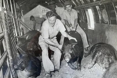 Na década de 1950, um visionário suinocultor gaúcho importou animais dos Estados Unidos. Reynaldo Migliavacca, fundador da Granja Ideal, do município de Casca, queria melhorar o plantel. A viagem de avião até o Brasil foi desafiadora, marcada pela suspeita de transporte de armas e perda de animais. Migliavacca começou a criação com um casal de suínos que ganhou de presente de casamento em 1946. Pouco tempo depois, montou a granja, com outros quatro sócios. O criador, que virou referência no setor, sempre foi preocupado com os avanços tecnológicos e genéticos. Em 1956, comprou cem suínos da raça Duroc na Carolina do Norte. A operação de transporte foi complexa. Os suínos vieram para Porto Alegre em um avião da ASA International Airlines.- Meu pai contava que o avião precisou fazer um pouso forçado em Belém do Pará. Devido à carga de porcos, suspeitavam do transporte de armas. O calor durante a parada provocou a morte da maioria dos animais - relembra o veterinário Flauri Migliavacca, filho de Reynaldo.    Quando o avião chegou a Porto Alegre, onde Migliavacca esperava a carga, apenas 30 animais estavam vivos. Em 1957, os suínos Duroc já participaram da exposição estadual de animais, em Porto Alegre.<!-- NICAID(16084642) -->
