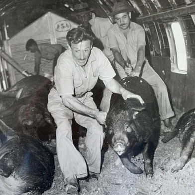 Na década de 1950, um visionário suinocultor gaúcho importou animais dos Estados Unidos. Reynaldo Migliavacca, fundador da Granja Ideal, do município de Casca, queria melhorar o plantel. A viagem de avião até o Brasil foi desafiadora, marcada pela suspeita de transporte de armas e perda de animais. Migliavacca começou a criação com um casal de suínos que ganhou de presente de casamento em 1946. Pouco tempo depois, montou a granja, com outros quatro sócios. O criador, que virou referência no setor, sempre foi preocupado com os avanços tecnológicos e genéticos. Em 1956, comprou cem suínos da raça Duroc na Carolina do Norte. A operação de transporte foi complexa. Os suínos vieram para Porto Alegre em um avião da ASA International Airlines.- Meu pai contava que o avião precisou fazer um pouso forçado em Belém do Pará. Devido à carga de porcos, suspeitavam do transporte de armas. O calor durante a parada provocou a morte da maioria dos animais - relembra o veterinário Flauri Migliavacca, filho de Reynaldo.    Quando o avião chegou a Porto Alegre, onde Migliavacca esperava a carga, apenas 30 animais estavam vivos. Em 1957, os suínos Duroc já participaram da exposição estadual de animais, em Porto Alegre.<!-- NICAID(16084642) -->