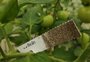 A microvespa de startup do agro gaúcha que ajuda no controle de lagartas