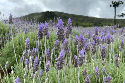 A Festa Nacional da Lavanda anima Morro Reuter a partir de quinta-feira (17). A 6ª edição do evento tem como intuito promover o turismo rural no Vale do Sinos através do contato direito dos visitantes com 10 hectares de campos floridos no município. Com programação até domingo (20), a entrada é gratuita e deverá movimentar economicamente setores como a rede hoteleira e comercial durante os quatro dias de evento.<!-- NICAID(15890956) -->