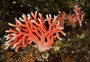 FOTOS: hidrocoral vermelho é descoberto em área protegida no Chile