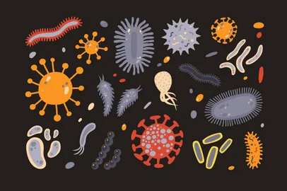Collection of various microorganisms isolated on black background. Set of germs, pathogens, protozoa, microbes. Bundle of disease causing bacteria and viruses. Colorful flat vector illustration.Ilustração de Microrganismos, virus, bactérias. Foto: Good Studio / stock.adobe.comFonte: 190239452<!-- NICAID(15134373) -->