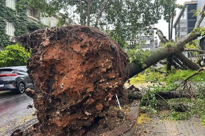 Gabriela Plentz / Agência RBS Arvore caída na Rua Pedro Chaves Barcelos, quase na Plínio Brasil Milano<!-- NICAID(16163178) -->