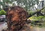 Sobe para 39 o número de municípios do RS com prejuízos causados por ciclone extratropical