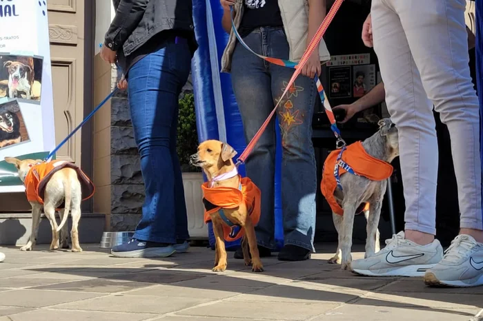 Pablo Ribeiro / Agencia RBS Pablo Ribeiro / Agencia RBS