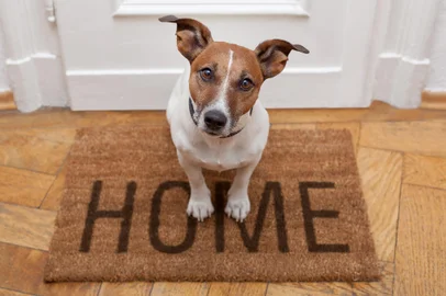 Cachorro; Pet; dog. Foto:  Javier brosch / stock.adobe.comFonte: 44957357<!-- NICAID(15361808) -->