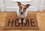 Deu match no pet? Como funciona o aplicativo para adoção de cães e gatos