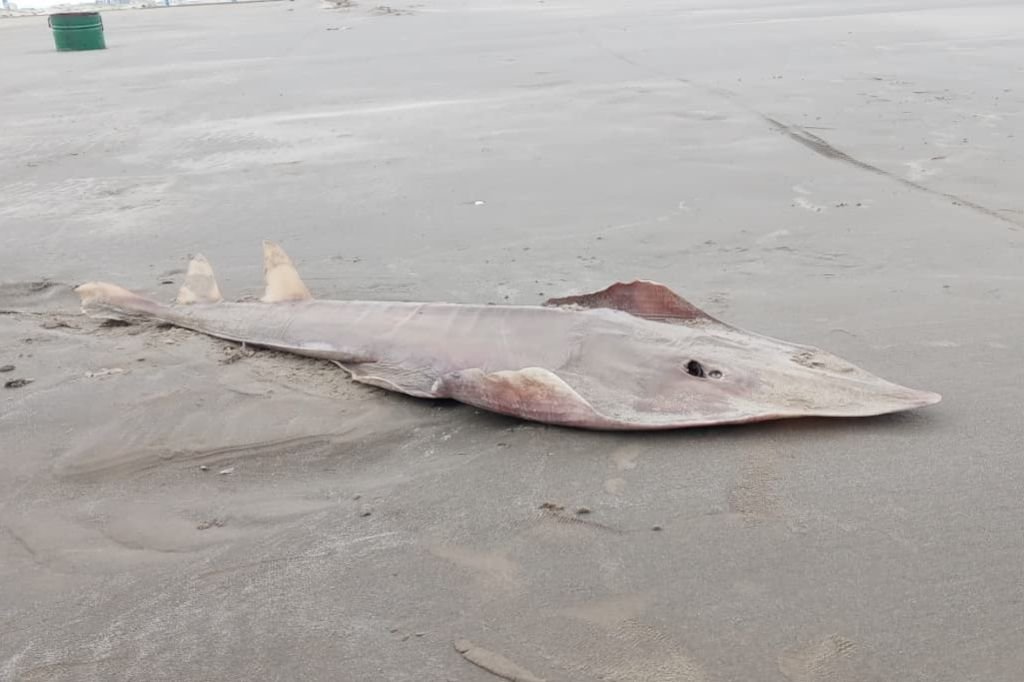 Raia amea&ccedil;ada de extin&ccedil;&atilde;o &eacute; encontrada morta na Praia do Cassino