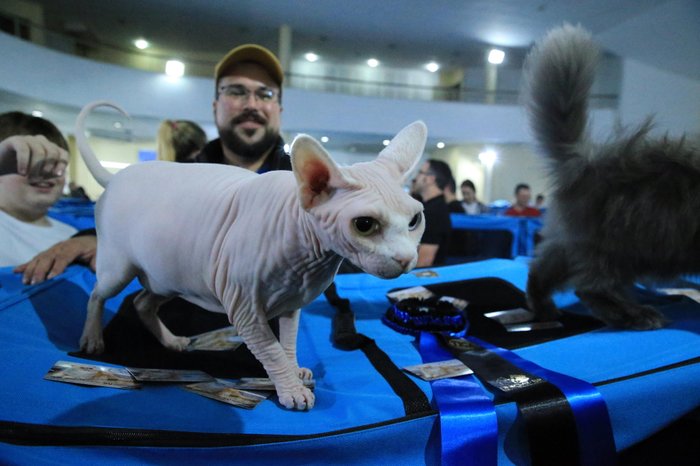 Ronaldo Bernardi / Agencia RBS