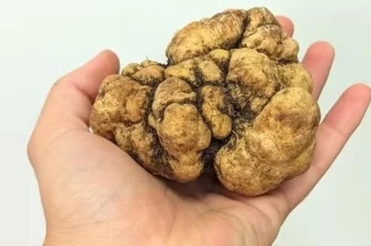 Uma iguaria gastronômica, vendida a R$ 10 mil o quilo, foi encontrada em uma propriedade rural de Encruzilhada do Sul, no interior do Rio Grande do Sul. Com 213 gramas, trata-se da maior trufa já registrada no Brasil, segundo a administradora da Fazenda Pecanera Brasil, Gabriela Zaffari. Em média, elas costumam pesar entre 10 e 20 gramas, cerca de 2.000% a menos.<!-- NICAID(16204676) -->