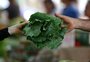 Repolho, couve e brócolis: estudo detalha os efeitos do consumo de vegetais contra o câncer